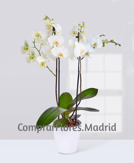 Orquídea Blanca plata